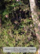 Fuchsia Heath Epacris longiflora