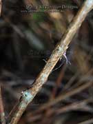 Furry Nightshade Solanum hapalum Bark