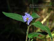 Flower Solanum hapalum