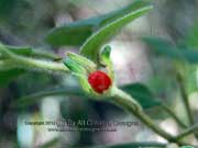Furry Nightshade Solanum hapalum Fruit