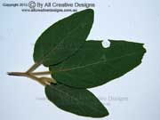 Furry Nightshade Solanum hapalum Leaf
