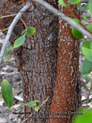 Bark of Geebung species, Persoonia stradbrokensis