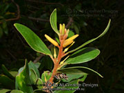 Flower of Persoonia stradbrokensis