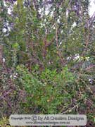 Geebung species, Persoonia stradbrokensis