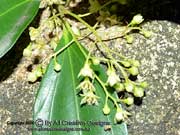 Flower of Glossy Laurel, Cryptocarya laevigata