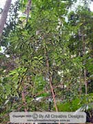 Glossy Laurel, Cryptocarya laevigata, Red-fruited Laurel