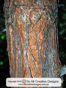 Bark of Red Silky Oak, Grevillea banksii