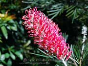 Flower of Grevillea banksii, Red Silky Oak 