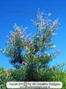 Red Silky Oak, Grevillea banksii