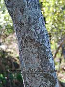 Grey Mangrove Avicennia marina Bark