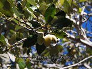 Fruit of Grey Mangrove Avicennia marina