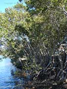 Grey Mangrove Avicennia marina