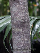 Grey Plum Diospyros pentamera Bark