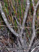 Grey Spider Flower, Grevillea buxifolia Bark