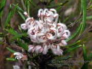 Flower, Grevillea buxifolia