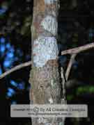 Phyllanthus gunnii Bark