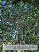 Gunn's Phyllanthus Phyllanthus gunnii