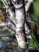 Bark of Hairpin Banksia, Banksia spinulosa