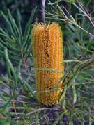 Flower spike of Banksia spinulosa