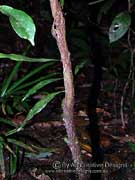 Hairy Gardenia Atractocarpus hirtus Bark
