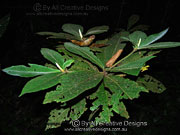 Hairy Gardenia Atractocarpus hirtus leaves and flower buds