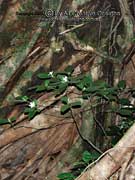 Hairy Gardenia Atractocarpus hirtus