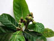 Hairy Psychotria Psychotria loniceroides Fruit