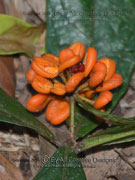 Hairy Red Pittosporum, Fruit Pittosporum rubiginosum