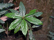 Hairy Red Pittosporum, Pittosporum rubiginosum Leaf