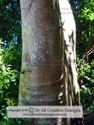 Hard Quandong Elaeocarpus obovatus Bark