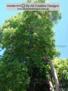 Hard Quandong Elaeocarpus obovatus