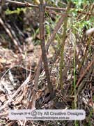 Heath Milkwort Comesperma ericinum Bark