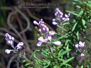 Flower Comesperma ericinum