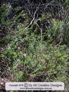Heath Milkwort Comesperma ericinum