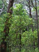Northern Pepperbush Tasmannia stipitata