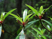 Northern Pepperbush Tasmannia stipitata Leaves