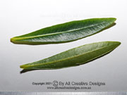Leaves of Penda Xanthostemon verticillatus