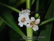 Flower of Pointed Boobialla Myoporum acuminatum
