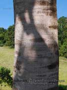 Queensland Maple Flindersia brayleyana Bark