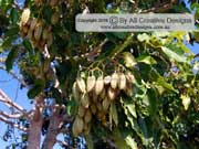 Queensland Maple Flindersia brayleyana Fruit