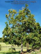 Queensland Maple Flindersia brayleyana
