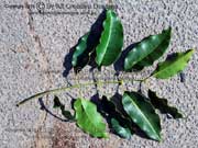 Queensland Maple Flindersia brayleyana Leaves
