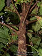 Bark of Red Bauple Nut Hicksbeachia pilosa pinnatifolia