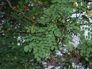 Red Sandalwood Foliage Adenanthera pavonina