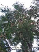 Red Sandalwood Adenanthera pavonina