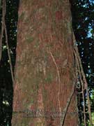 Red Tulip Oak Bark Argyrodendron peralatum