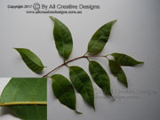 Ribbonwood Euroschinus falcatus Leaf