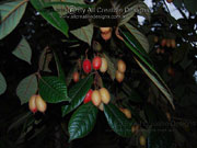 Rusty Carabeen Fruit Aceratium ferrugineum