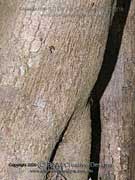 Bark of Rusty Cleistanthus, Cleistanthus semiopacus