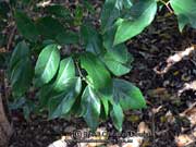Rusty Cleistanthus, Cleistanthus semiopacus Foliage